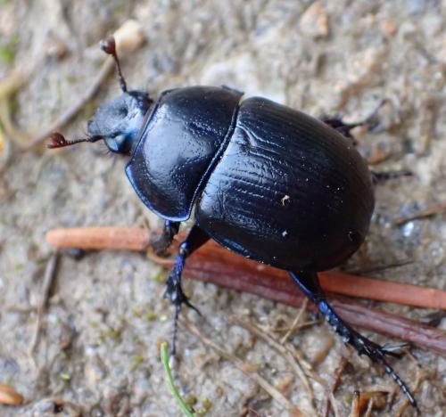 Anoplotrupes stercorosus